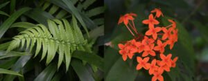 Photo Of The Day: The Fern and Ixora
