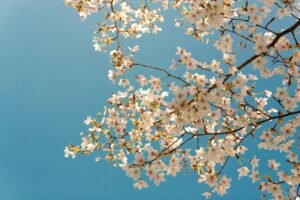 The Mystical Tree: A Story About Photography