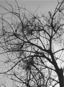 Photo Of The Week: A Solitary Tree