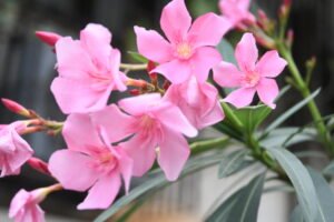 Photo Of The Day: Oleander Flowers