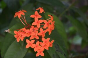 Photo Of The Week: An Ixora Flower